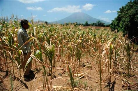 Caribe Vulnerable Ante Sequías Que Afectan Cultivos