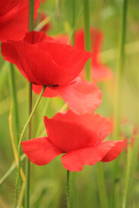 Free Images Nature Blossom Field Petal Bloom Spring Red Color