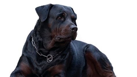 The Black Rottweiler: Does It Exist & Can You Get One? – PawSafe