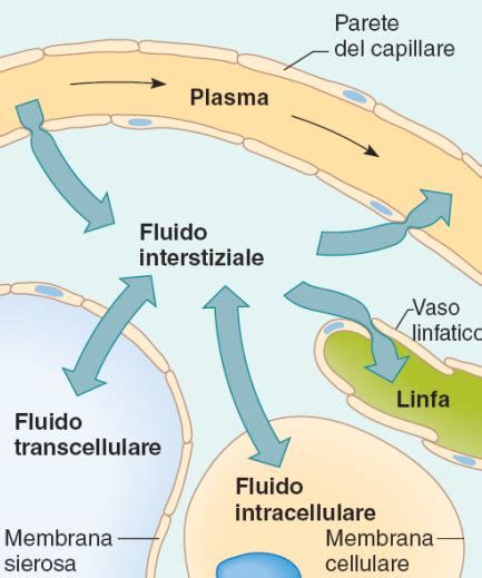 Liquido Extra E Intracelular - Compartimientos del líquido corporal: líquidos extracelular e ...