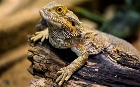 Lagarto Características Hábitat Reproducción Alimentación Animal