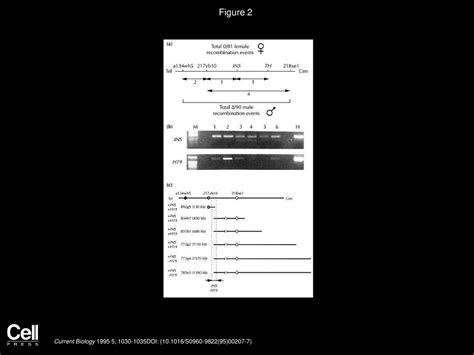 Imprinted Chromosomal Regions Of The Human Genome Display Sex Specific