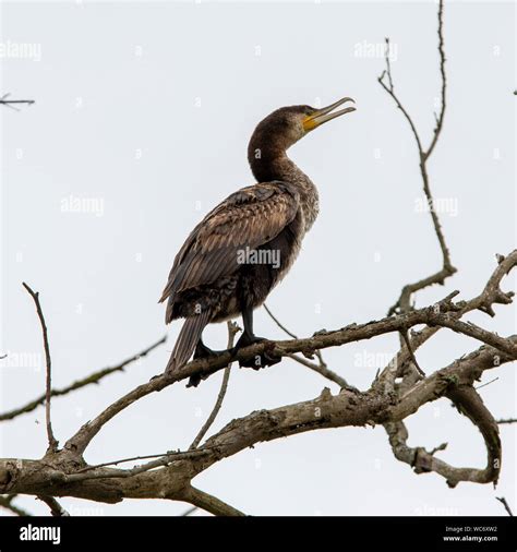 Juvenile Great Cormorant Hi Res Stock Photography And Images Alamy