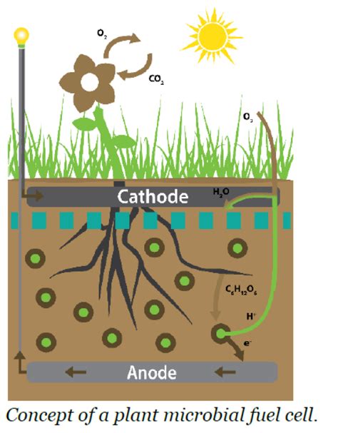 Plant microbial fuel cell: Mechanistic characterization - WUR