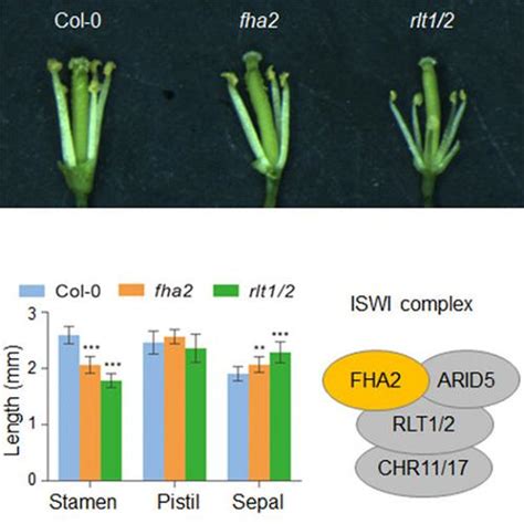 Fha Is A Plant Specific Iswi Subunit Responsible For Stamen