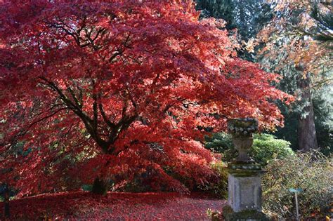 Garden of the Season - Dawyck Botanic Garden | Discover Scottish Gardens