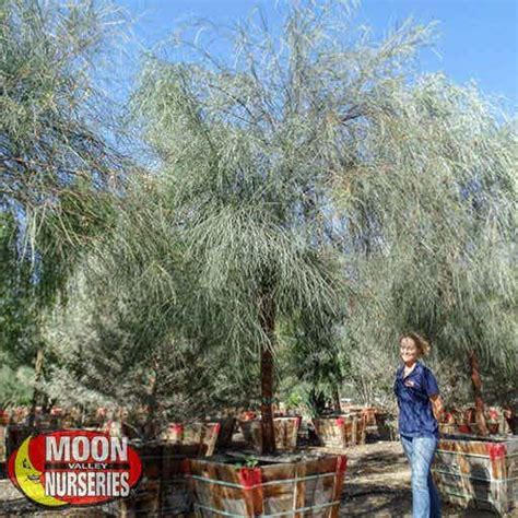 Shoestring Acacia Desert Trees Moon Valley Nurseries