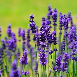 Piantare La Lavanda In Giardino La Guida Arrangiamoci