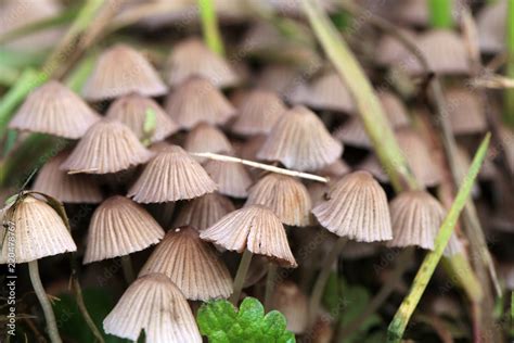 Psilocybin Mushroom Psilocybe Semilanceata Liberty Cap Magic