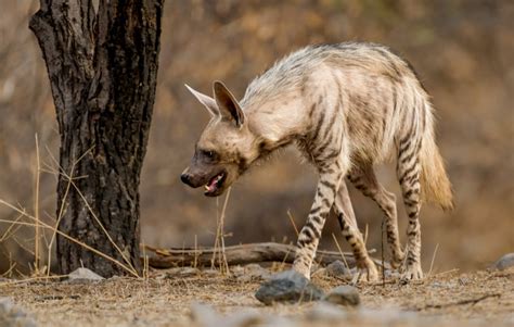 Gir Forest Safari | Gir Forest Resort