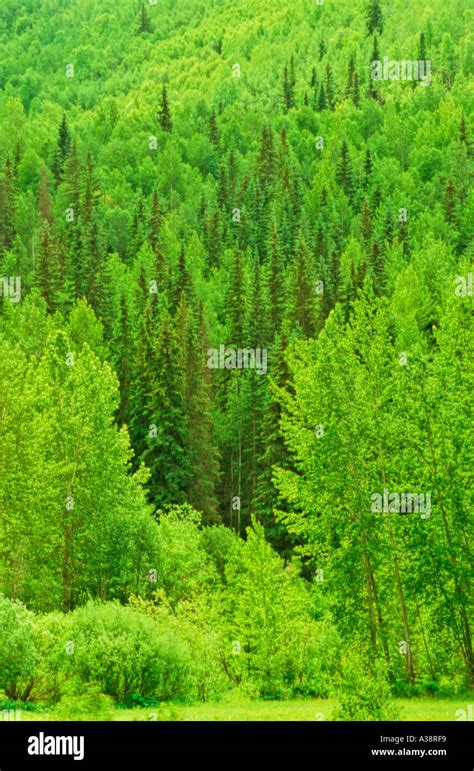 Mixed Forest 5 Stock Photo - Alamy