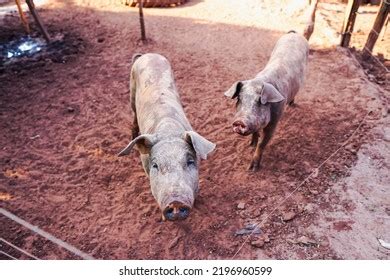 1,735 Free Range Pig Images, Stock Photos & Vectors | Shutterstock