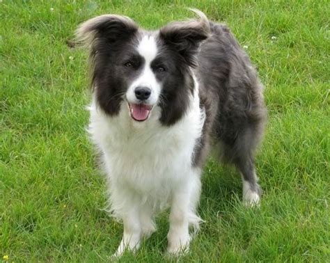 Best 25 Blue Border Collie Ideas On Pinterest Border Collie Blue