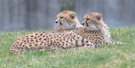 Two Cheetahs Laying In The Grass Copy Space Stock Image Image Of