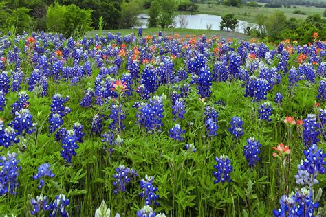 Where to Spot Bluebonnets in North Texas - D Magazine