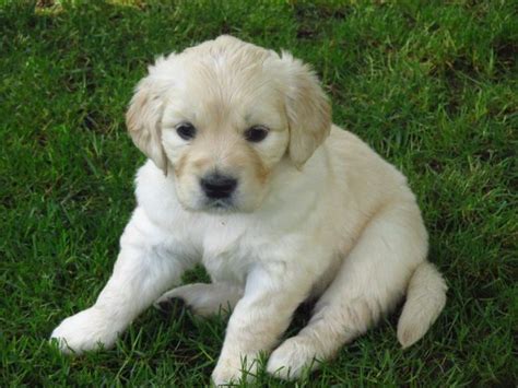 Golden Retriever Welpen In Fischbachtal Hessen Snautz De