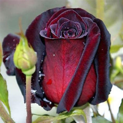 Black Baccara