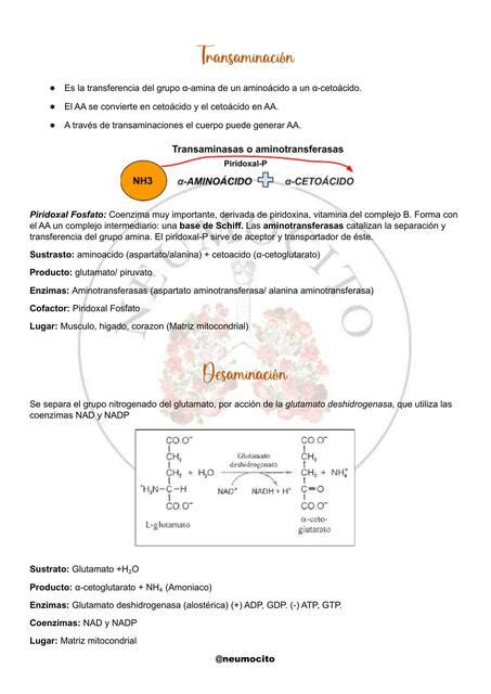 Transaminación y Desaminación Placentados uDocz