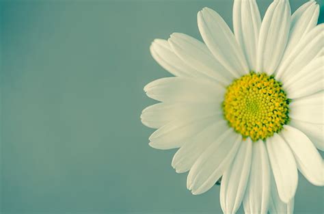 Flowers Daisy Close Up Earth Flower White Flower Hd Wallpaper