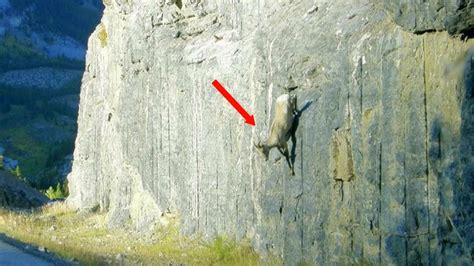 How Do Mountain Goats Stand On Steep Cliffs These Goats Can Climb