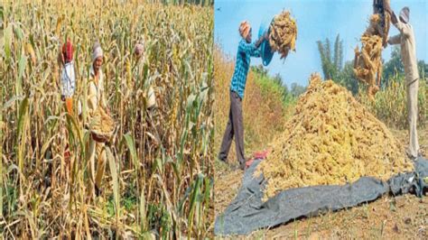 Rabi Crop Harvesting | रब्बीतील पिकांच्या काढणीचा जोर वाढला |rabi crops ...