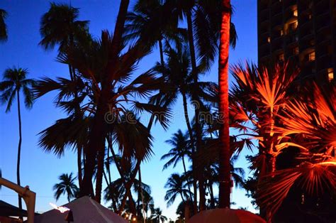 Waikiki Beach Palm Tree Silhouette Stock Image Image Of Night