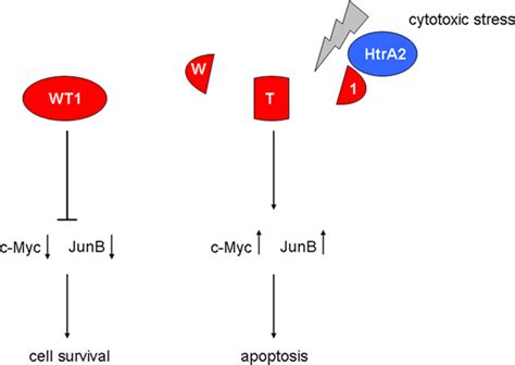 Wt1 Proteins