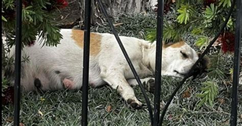 Cadela resgatada da rua quando estava quase a ser mãe Os sete bebés