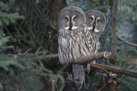 225 Types Of Owls Pictures Facts And More