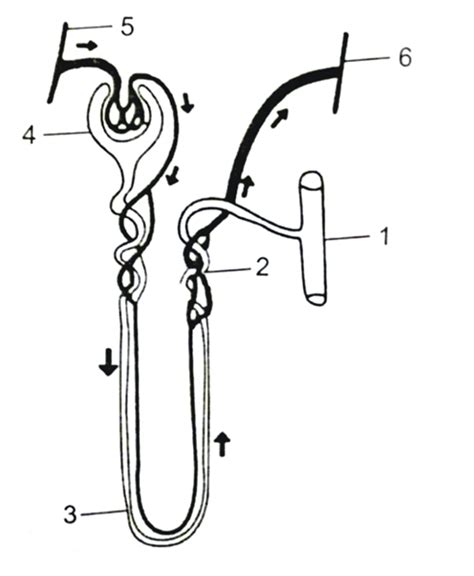 Nephron Parts