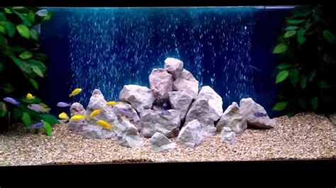 Malawi Cichlid Tank Setup Old Tank Youtube