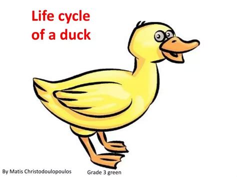 PPT - Life cycle of a duck PowerPoint Presentation, free download - ID:4915278