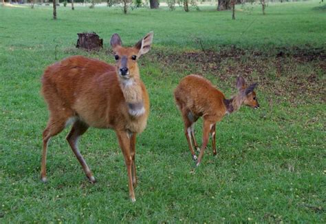 Siana Springs Tented Camp Massai Mara Kenia Reisen Individuelle