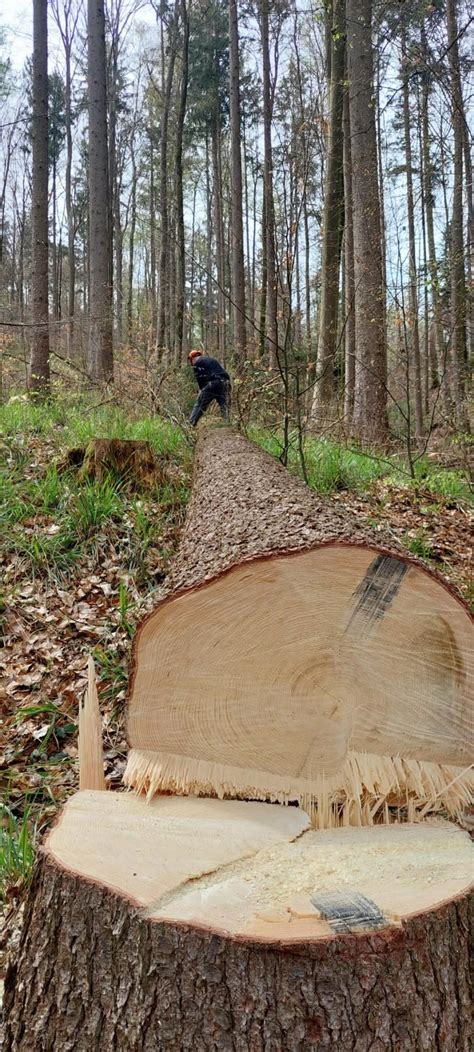 Der Endspurt für den Maibaum hat begonnen