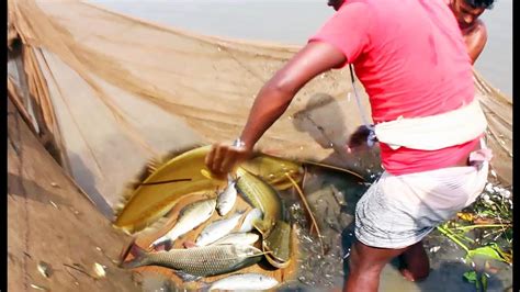 Amazing Big Fish Hunting By Net In The River A Big Fishing By Long Net