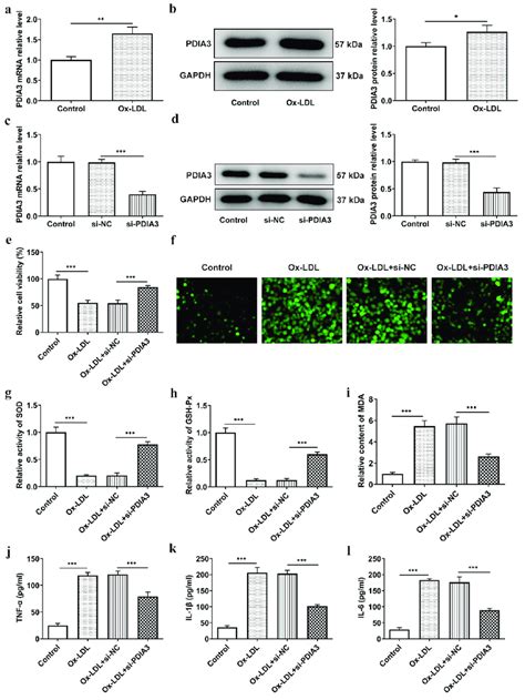 Pdia3 Knockdown Inhibits Ox Ldl Induced Oxidative Stress And