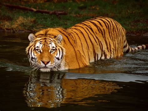 Save The Tiger Now And Ever