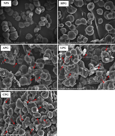 Morphology Of Native And Modified CWS P Rotundifolius Starches