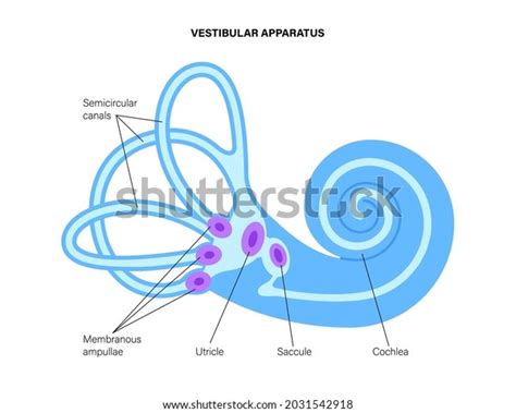 Vestibular Apparatus Anatomy Semicircular Canals Membranous Stock ...