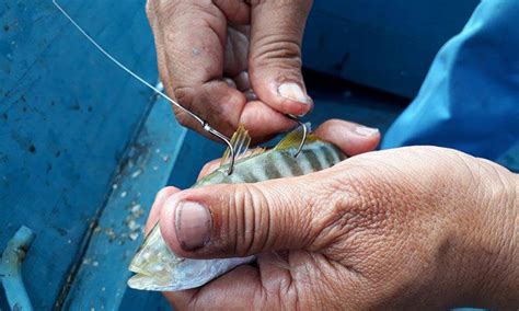 Soal Jawab Mancing Tip Umpan Untuk Mancing Di Laut Umpan