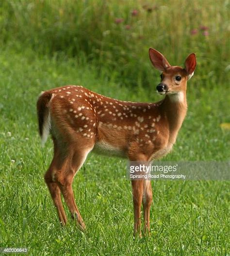 12900 Fawn Stock Photos High Res Pictures And Images Getty Images