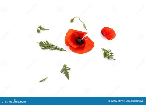 Red Field Poppies Papaver Rhoeas Isolated On White Background Stock