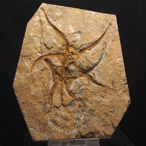 Brittle Star Upper Ordovician El Kaid Rami Morocco Aj Ebay