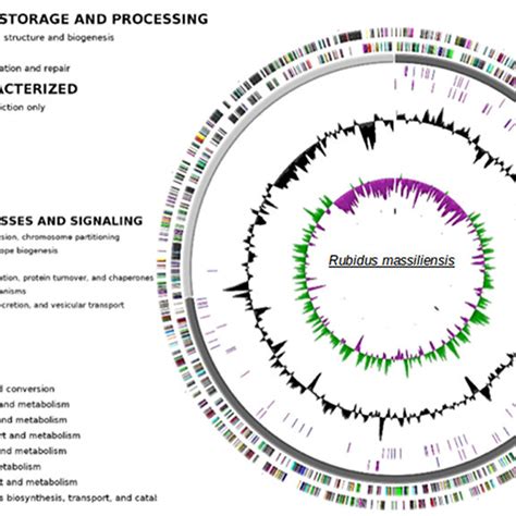 Circular Representation Of The R Massiliensis Chromosome Circles From Download Scientific