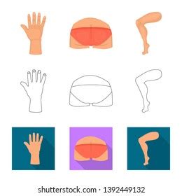 Vector Design Body Part Sign Collection Stock Vector Royalty Free