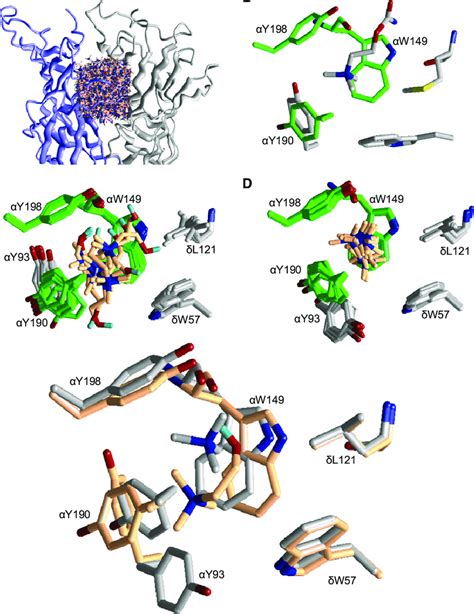 AChBP Based Homology Model Of The AChR Transmitter Binding Site With