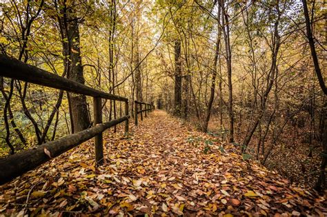 Stampe Artistiche Quadri E Poster Con Autunno Foglie Giallo Parco