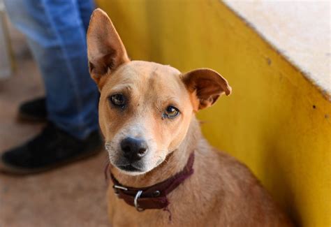 Fique Atento A Seu Pet Os Sinais Que Indicam Que Seu Cachorro Pode