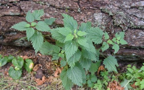 Wild Edible And Medicinal Plants In Alberta And B C