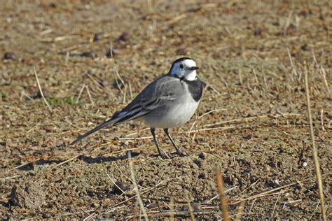 Bird Guide The Ubiquitous Wintering White Wagtail